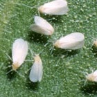 Whiteflies .jpg